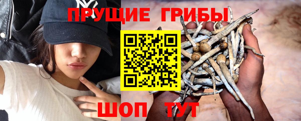 Псилоцибиновые грибы Psilocybe Владимир